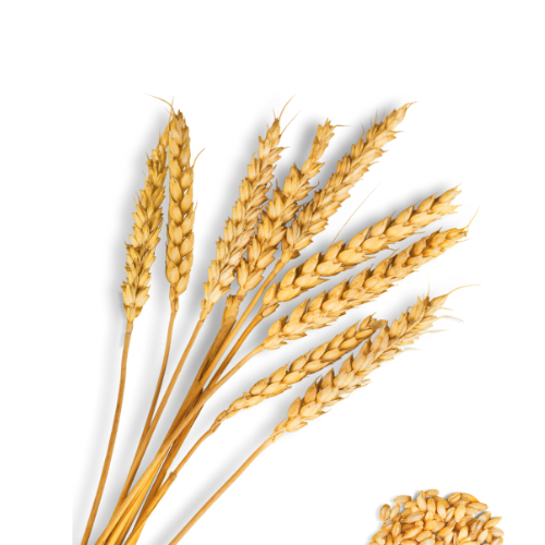 Pšeničné proteiny